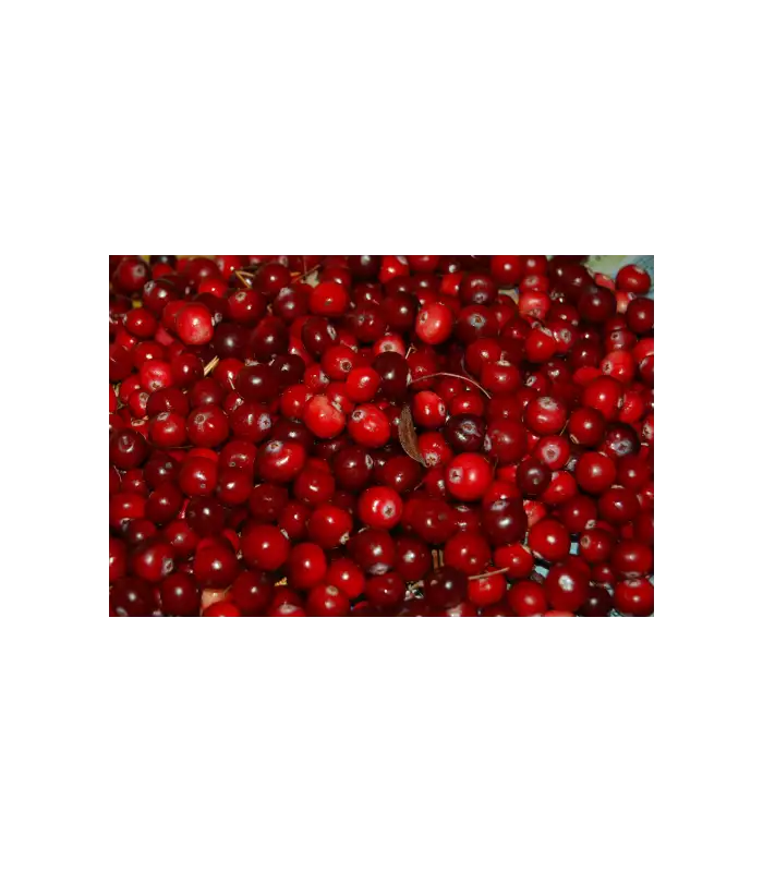 ARANDANOS ROJOS BIO 100g BIOARTESA